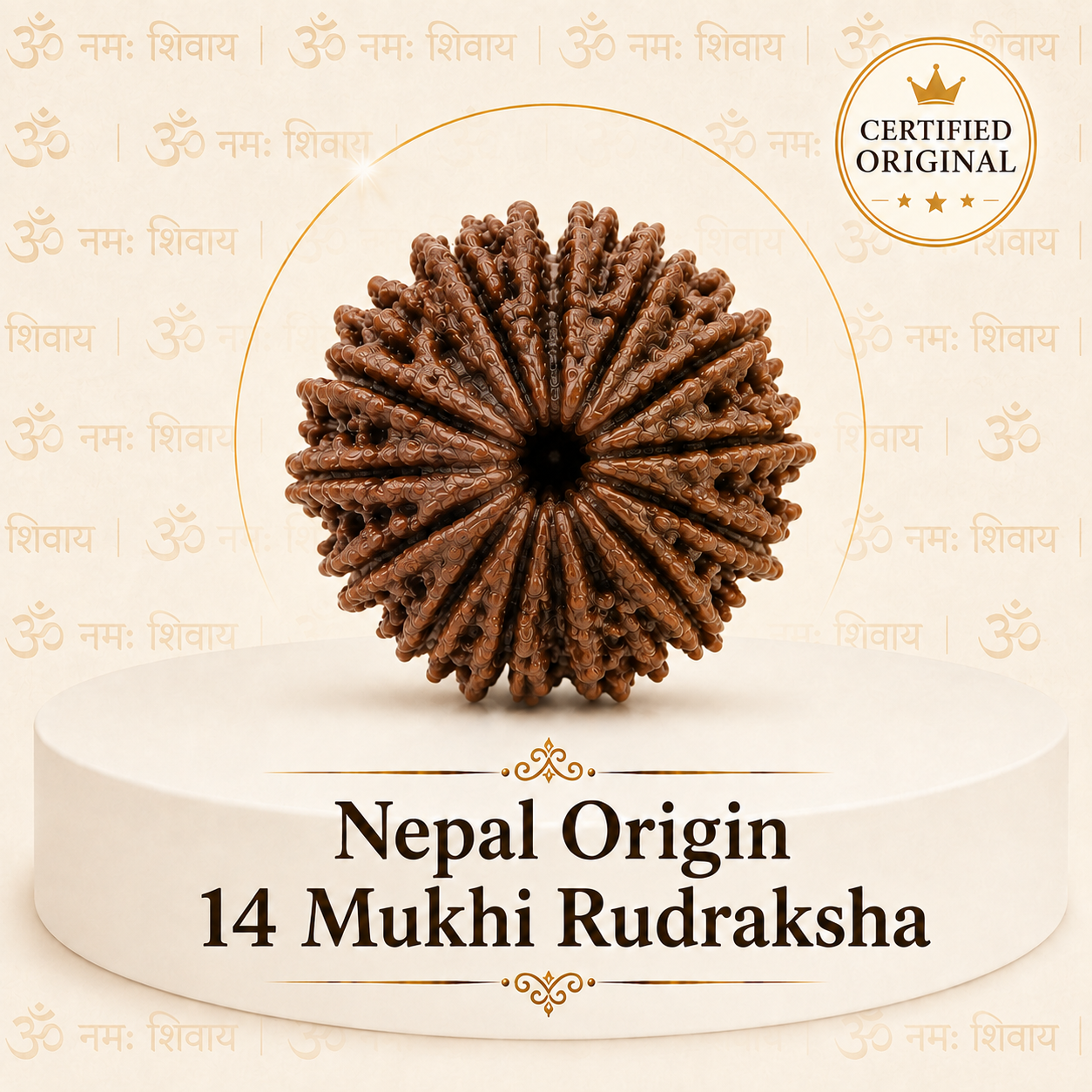 14 Mukhi Rudraksha (Nepal Origin)